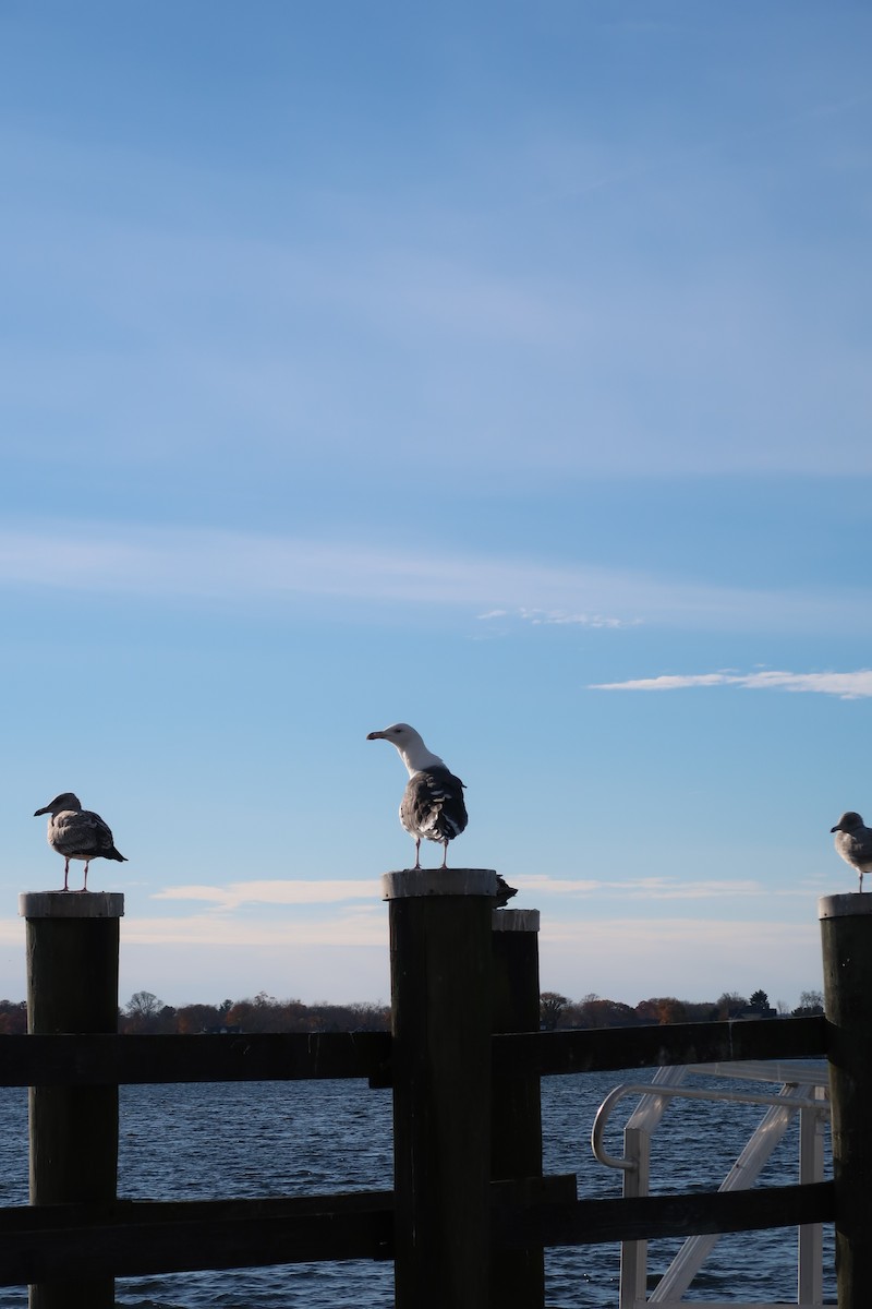 Büyük Kara Sırtlı Martı - ML645279525