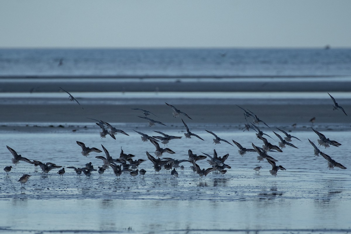 Red Knot - ML645279527