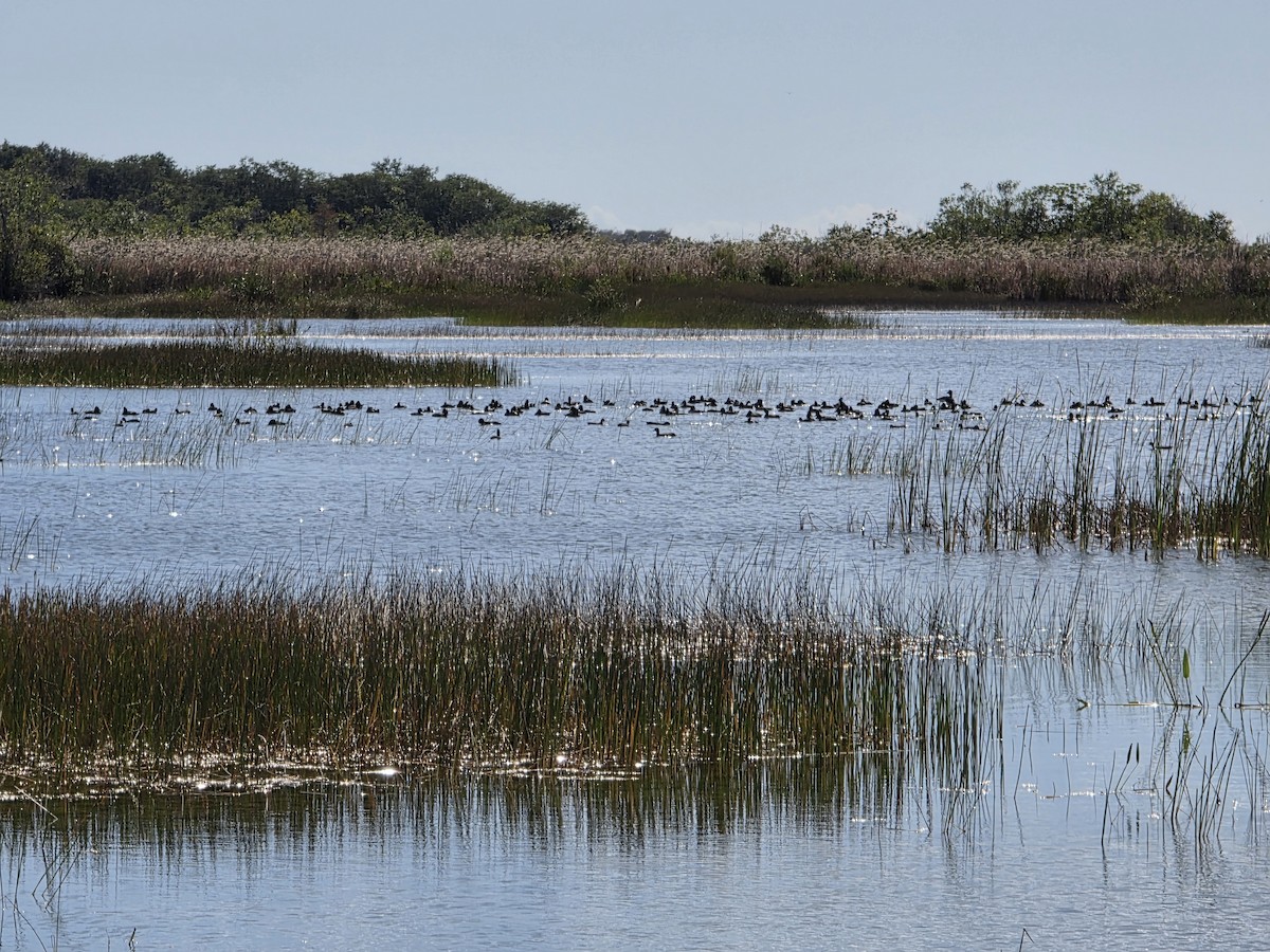 Ring-necked Duck - ML645279539