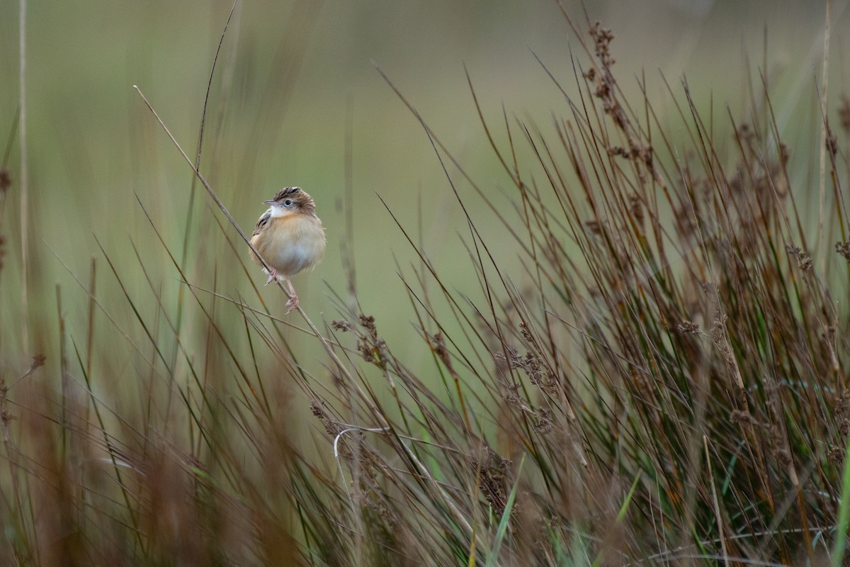 Zitting Cisticola - ML645279543