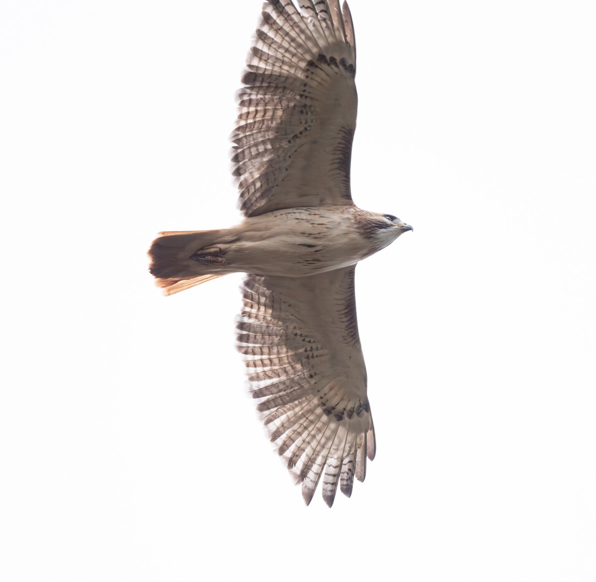 Red-tailed Hawk - ML645279553