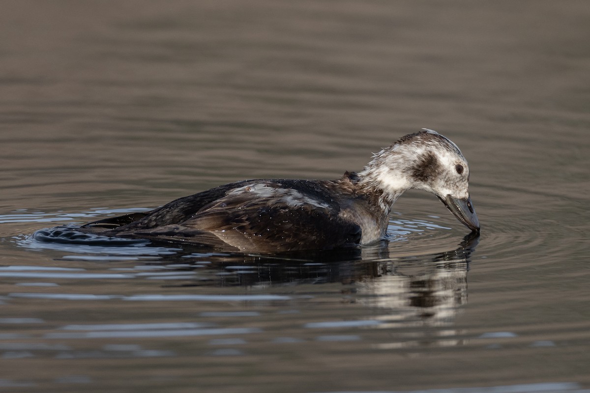 Long-tailed Duck - ML645279554