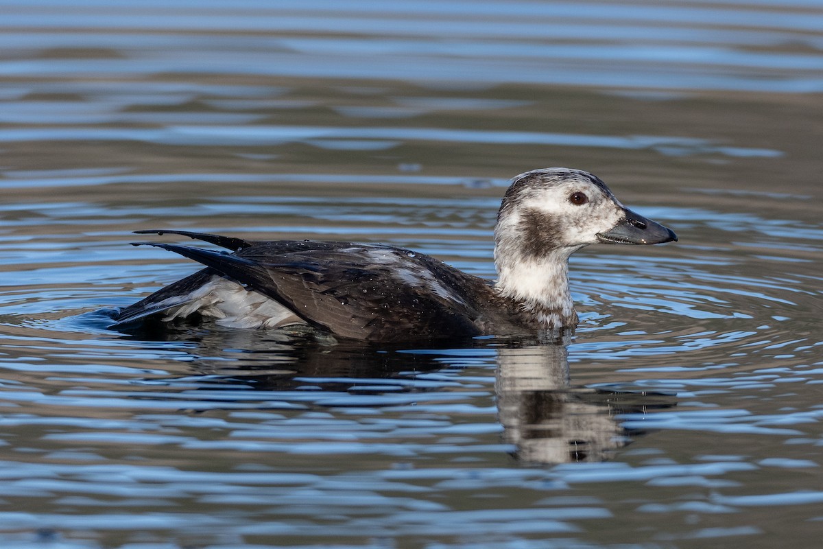 Long-tailed Duck - ML645279555