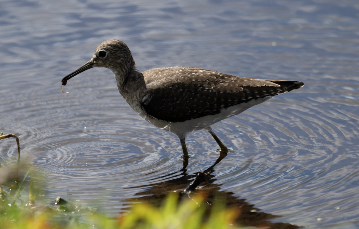 Einsiedelwasserläufer - ML645279566