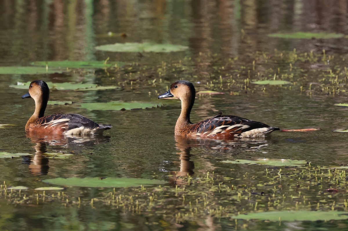 Wandering Whistling-Duck - ML645279574