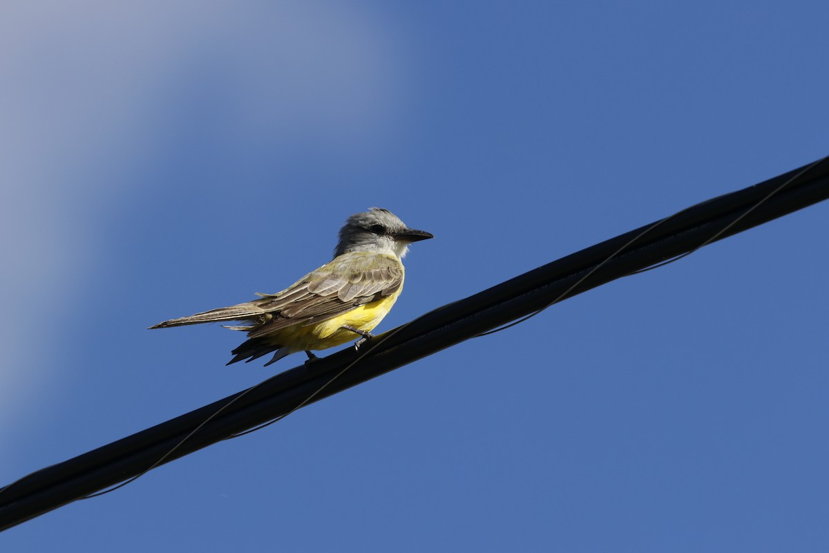 Couch's Kingbird - ML645279589