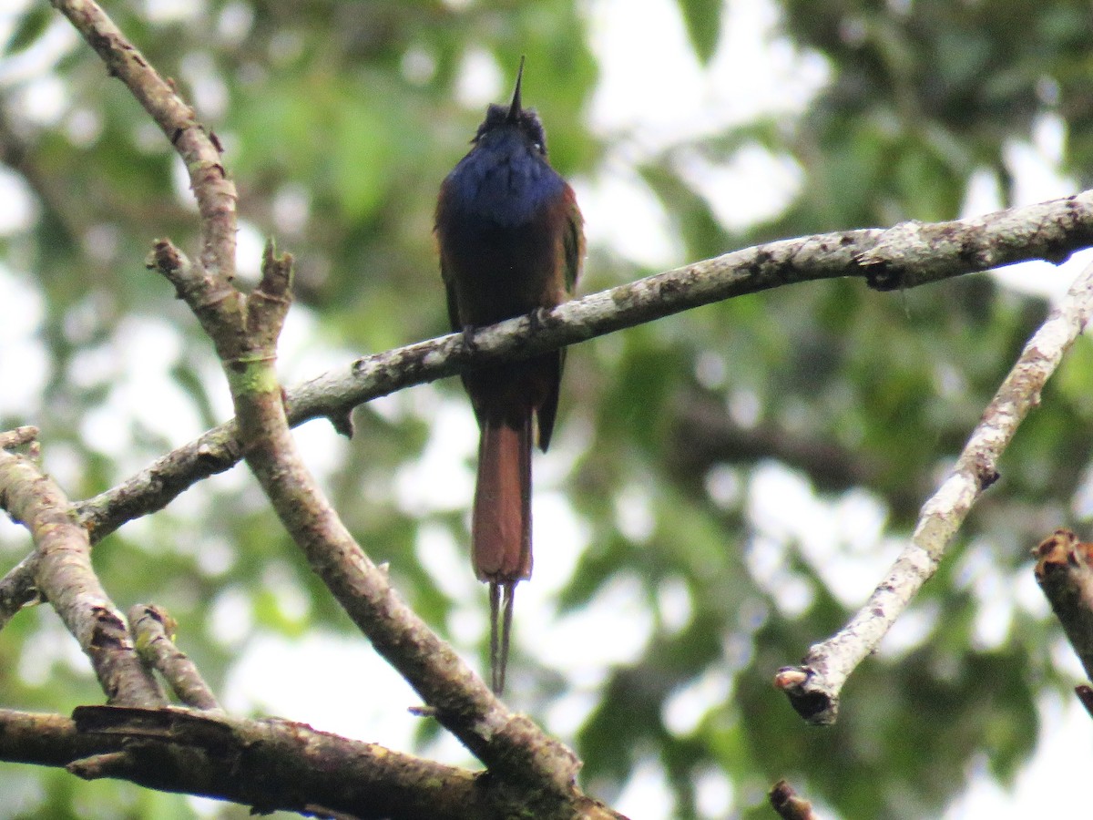 Purple-bearded Bee-eater - ML645279592