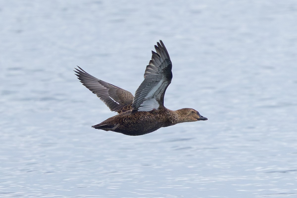 kajka královská - ML645279593