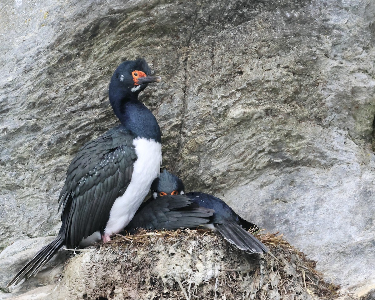 Magellanic Cormorant - ML645279595