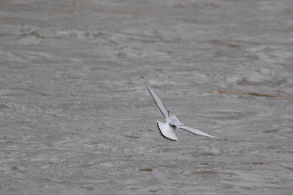 Bonaparte's Gull - ML645279596
