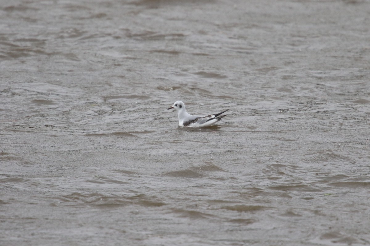 Bonaparte's Gull - ML645279597