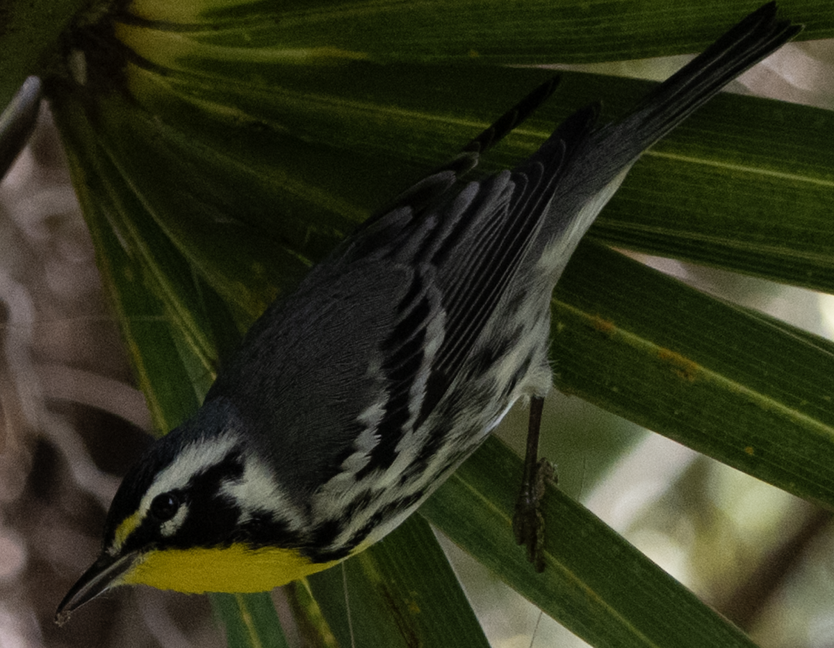 Yellow-throated Warbler - ML645279599