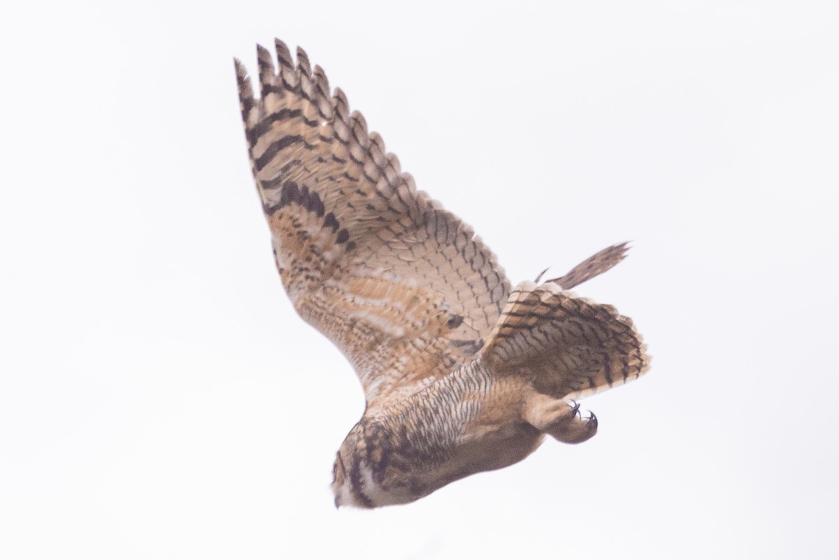 Great Horned Owl - ML645279600