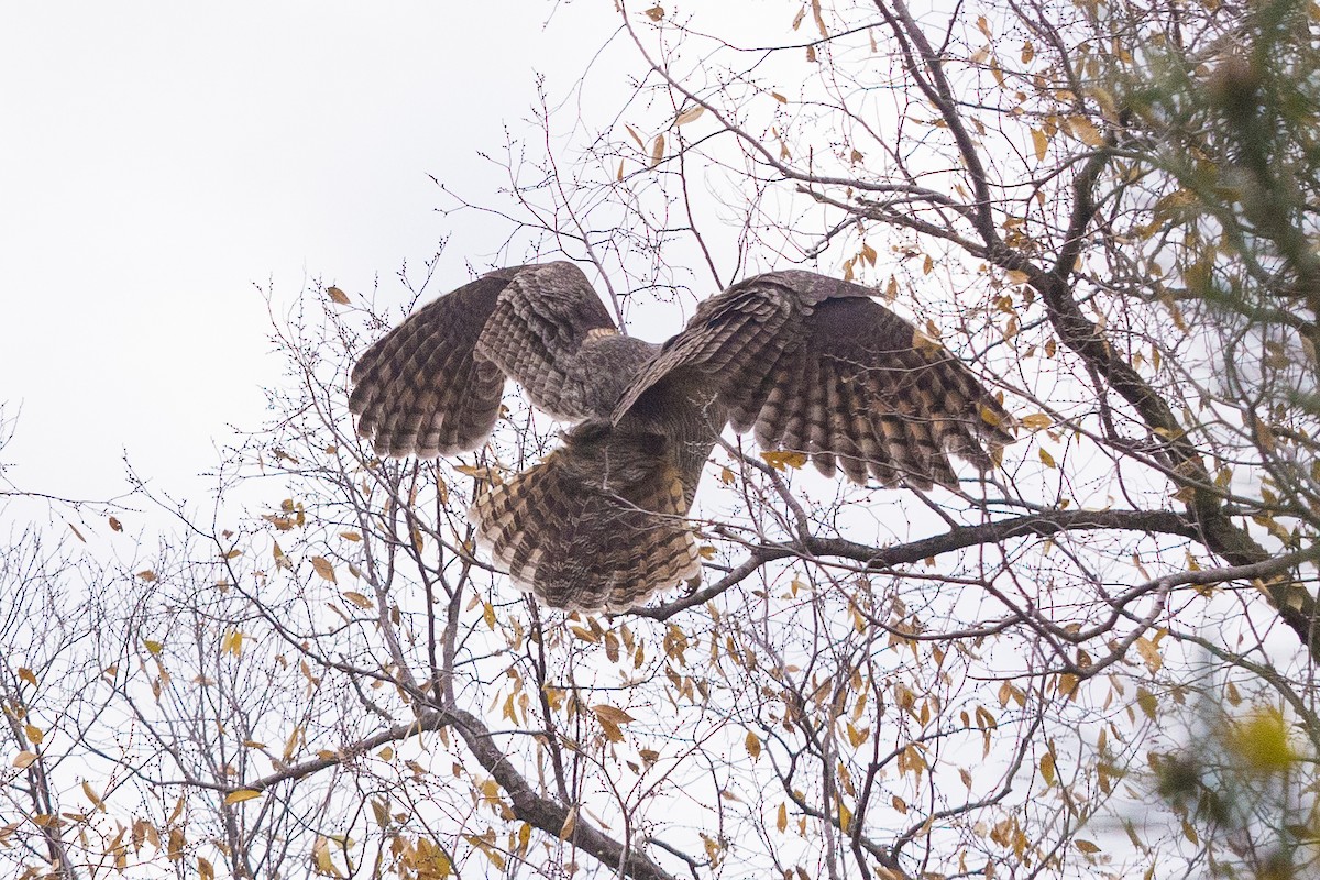 Great Horned Owl - ML645279601