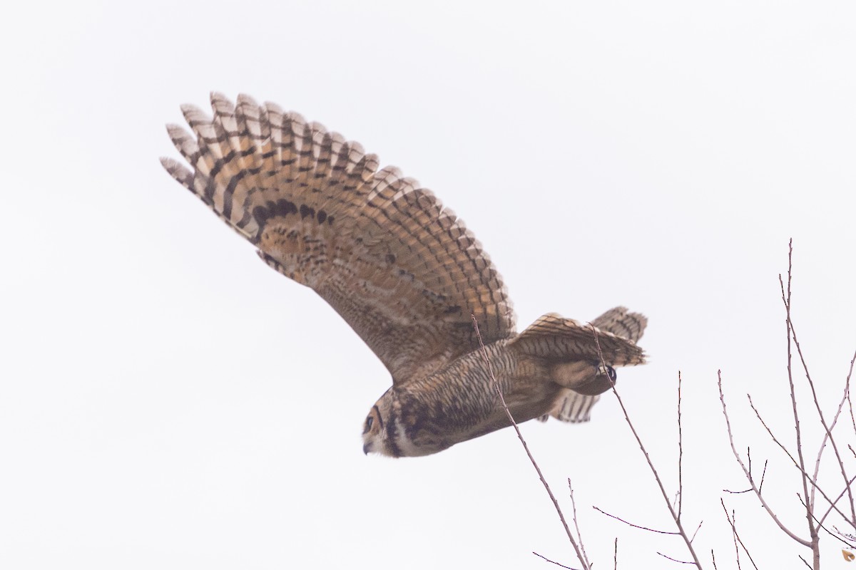 Great Horned Owl - ML645279602