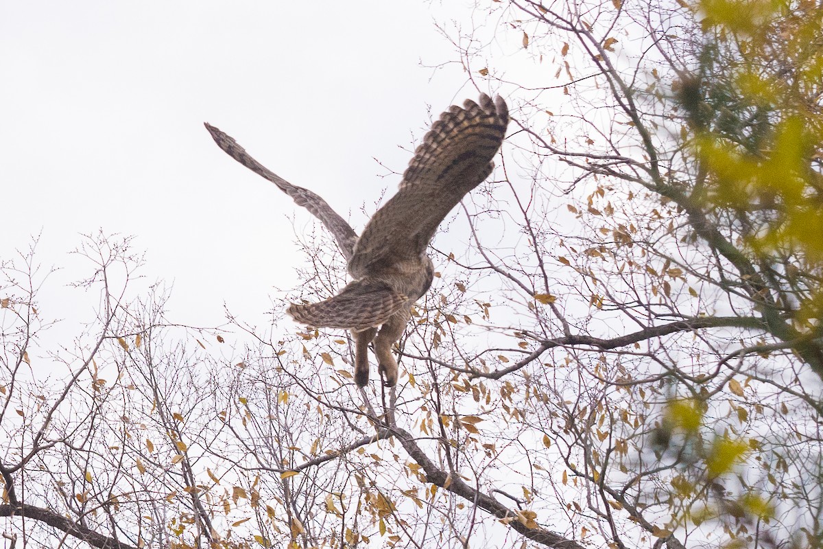 Great Horned Owl - ML645279603