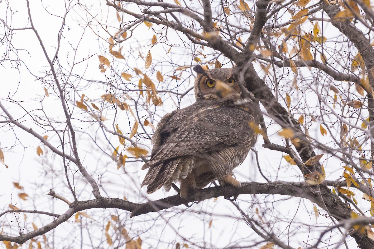 Great Horned Owl - ML645279604