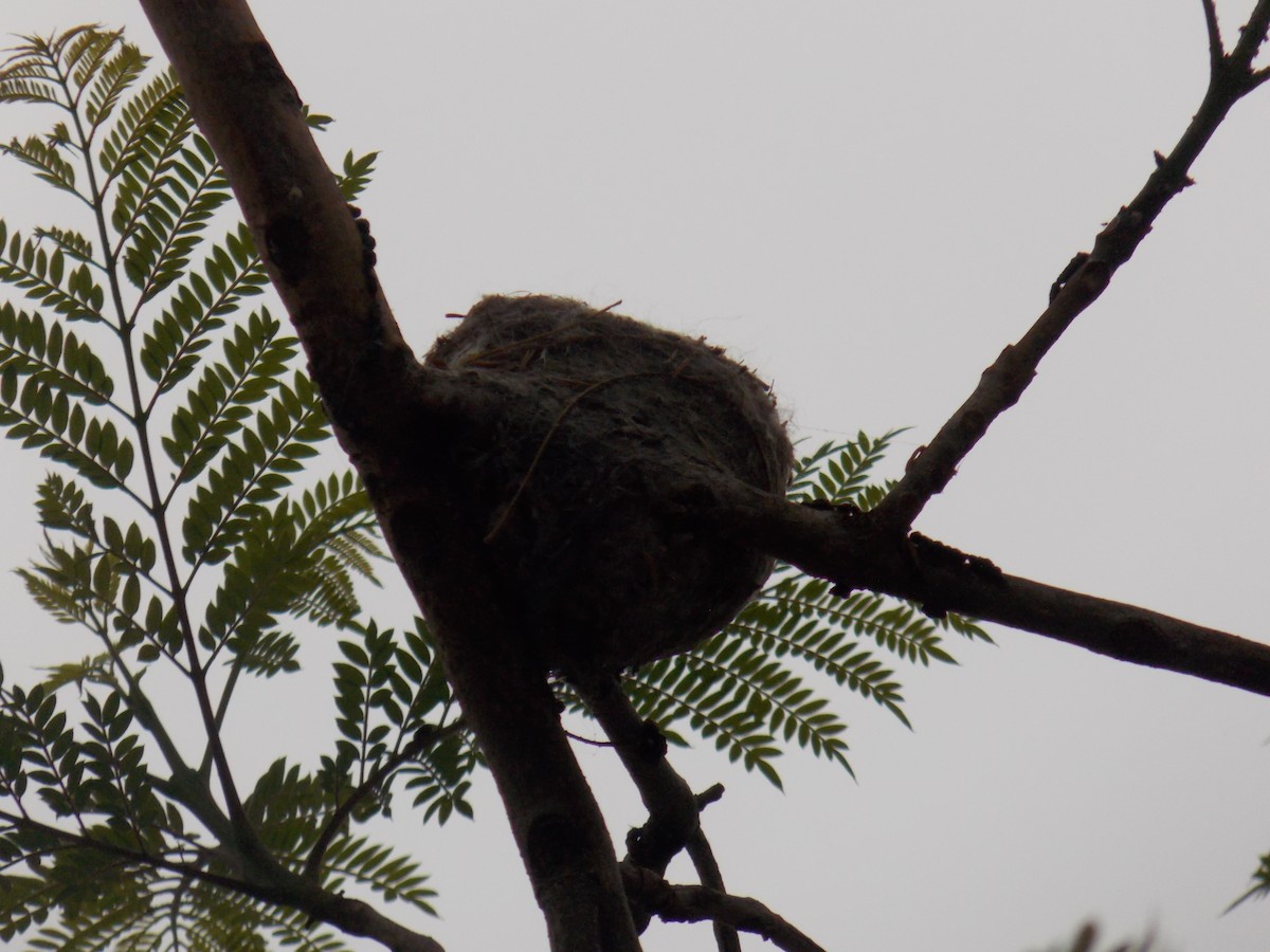 Giant Hummingbird - ML645279605