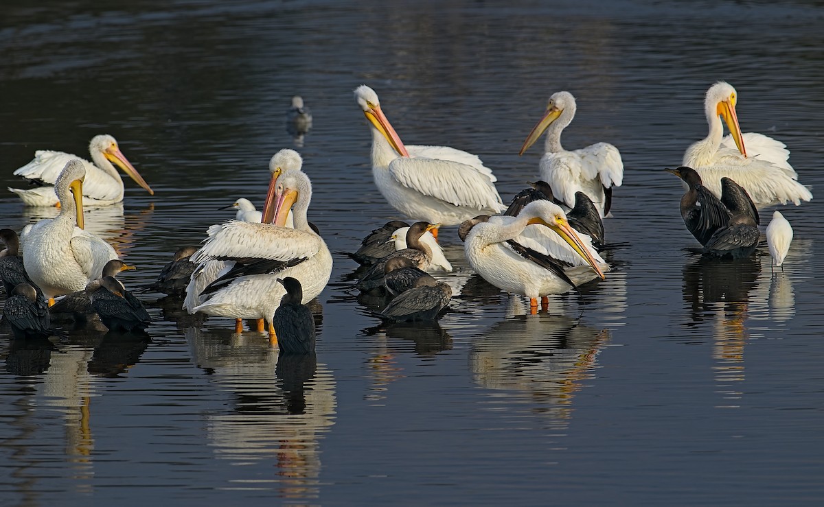 American White Pelican - ML645279606