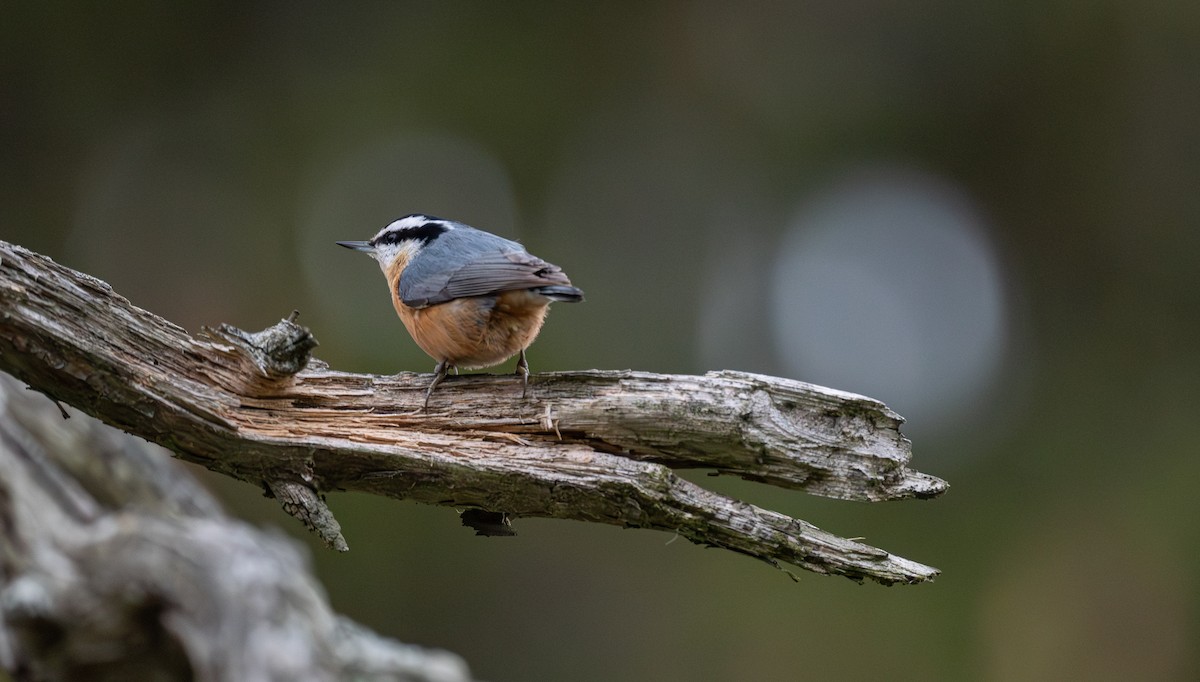 Red-breasted Nuthatch - ML645279607