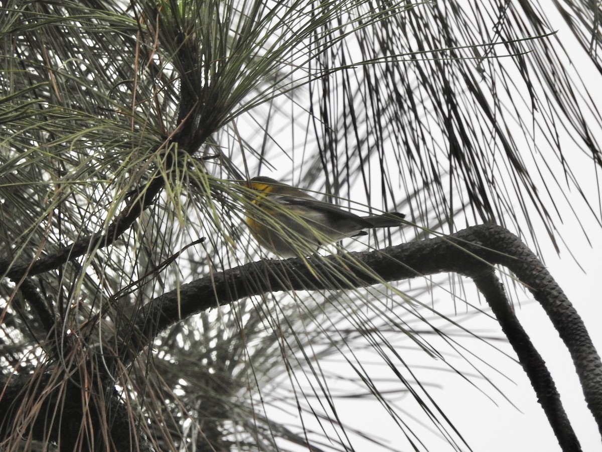 Townsend's Warbler - ML645279608