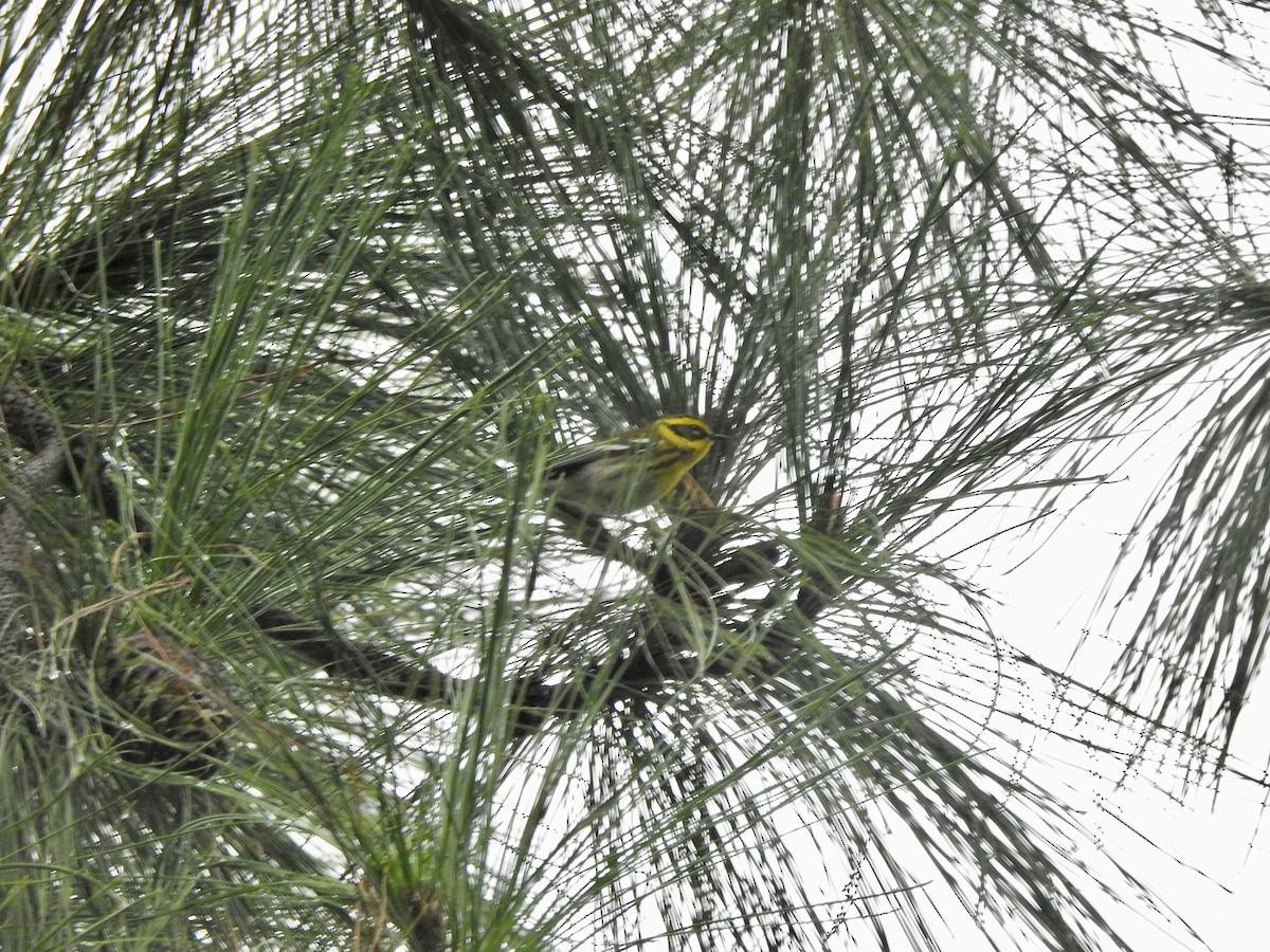 Townsend's Warbler - ML645279609