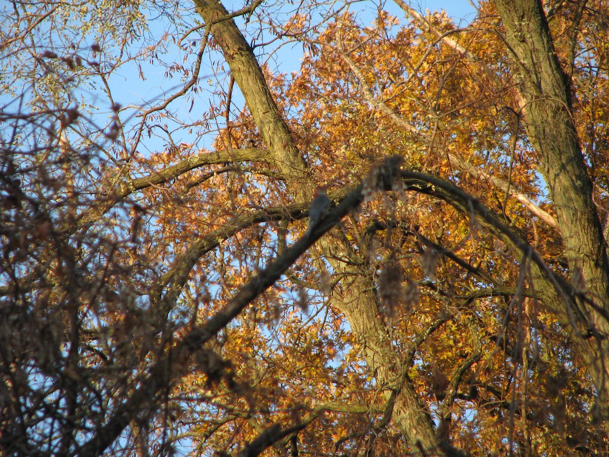 Red-bellied Woodpecker - ML645279610