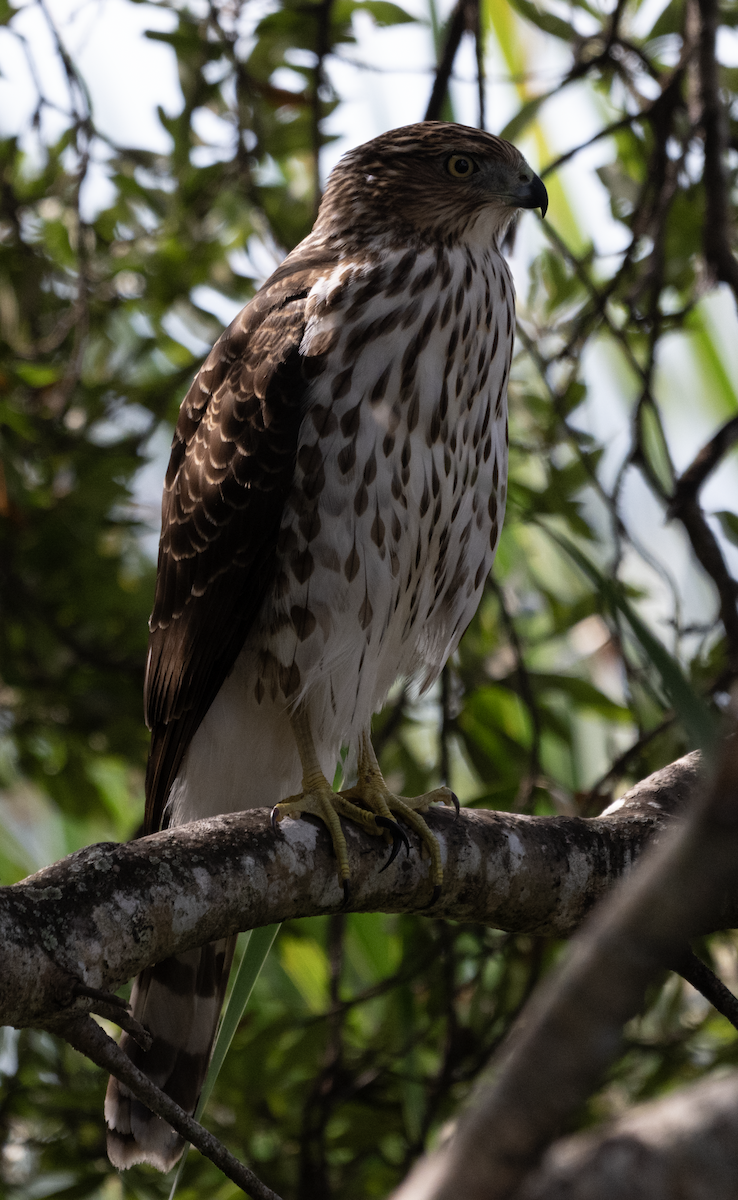 Cooper's Hawk - ML645279611