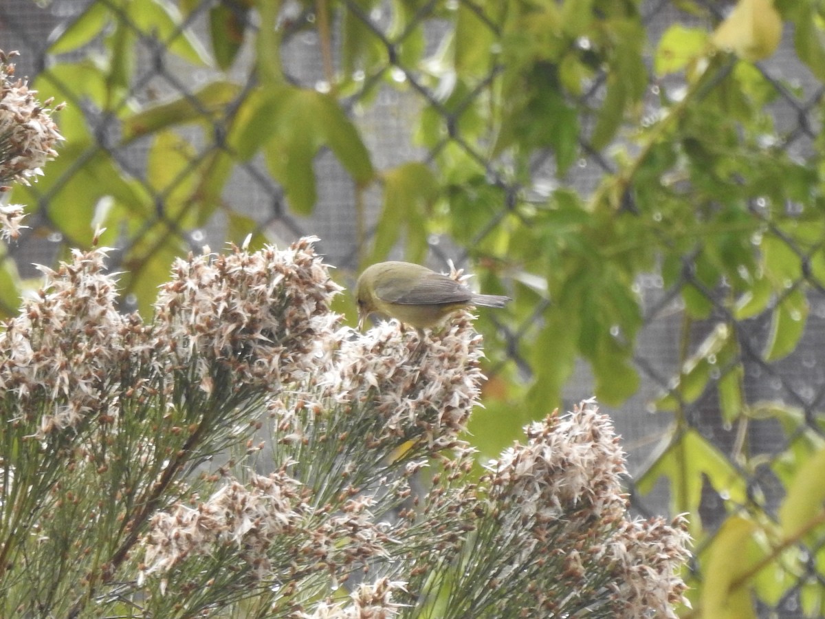 Orange-crowned Warbler - ML645279613