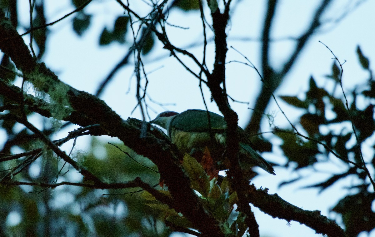 Red-eared Fruit-Dove - ML645279616