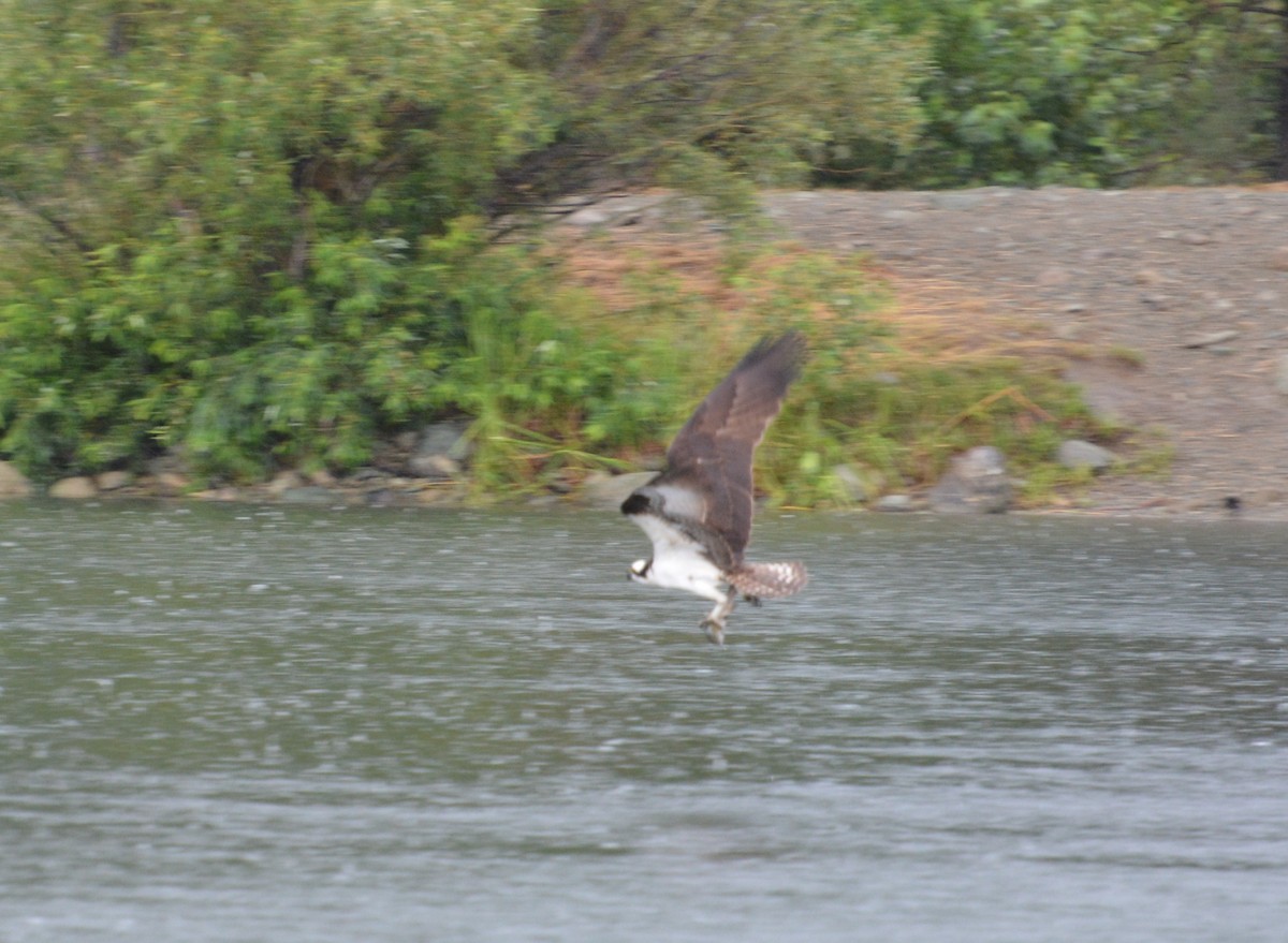 Osprey - ML645279618