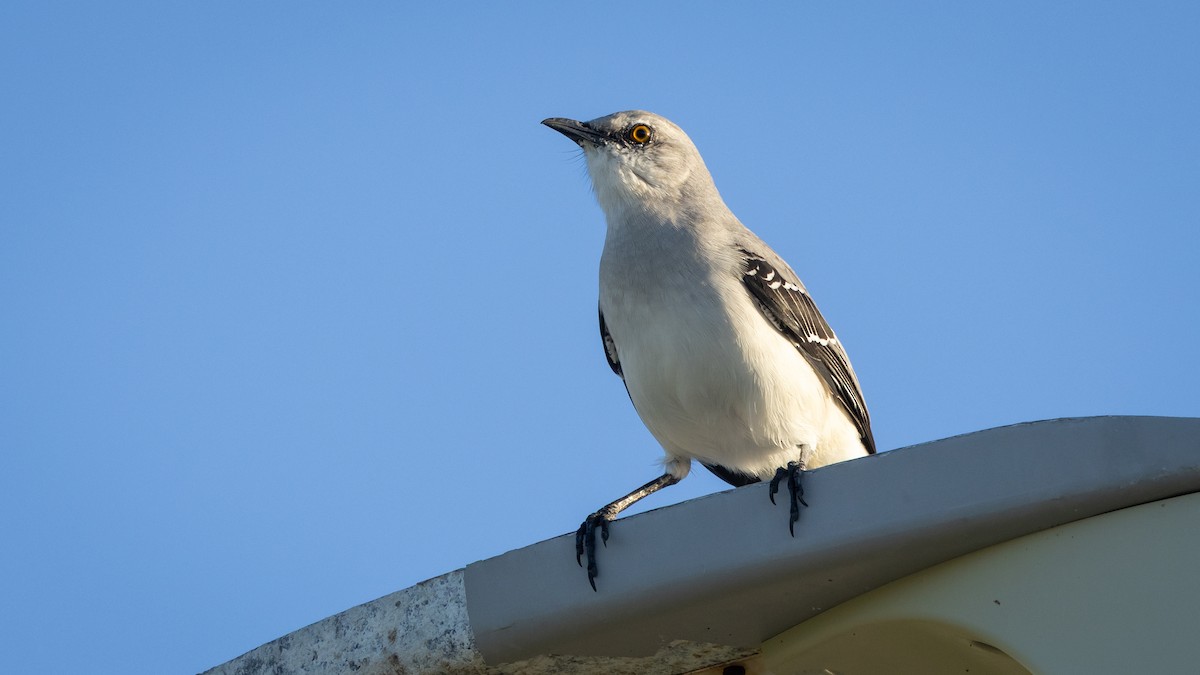 Tropical Mockingbird (Mayan) - ML645279620