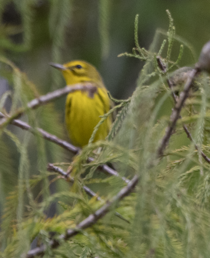 Prairie Warbler - ML645279621