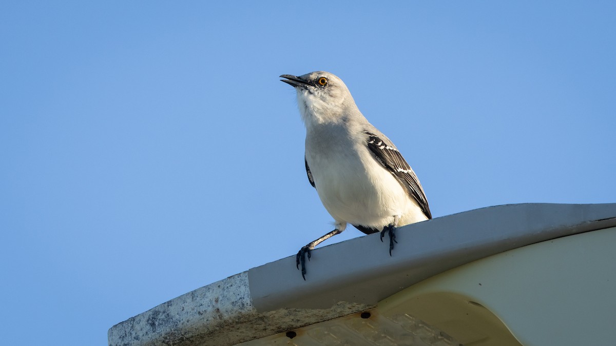Tropical Mockingbird (Mayan) - ML645279623