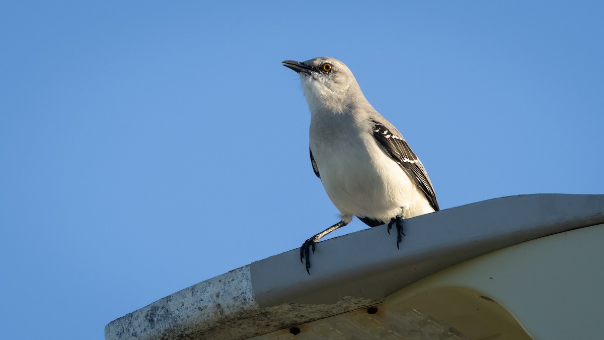Tropikal Taklitçi (gracilis/leucophaeus) - ML645279625