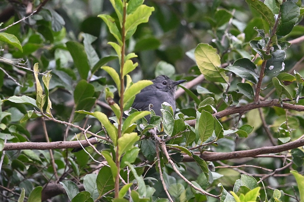 Katzenspottdrossel - ML645279626