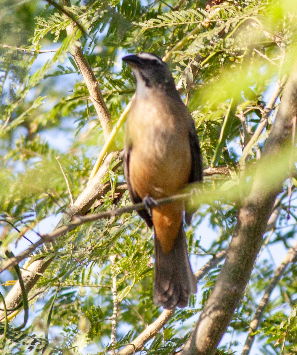 Cinnamon-bellied Saltator - ML645279637