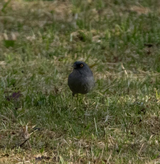 Yellow-eyed Junco - ML645279645