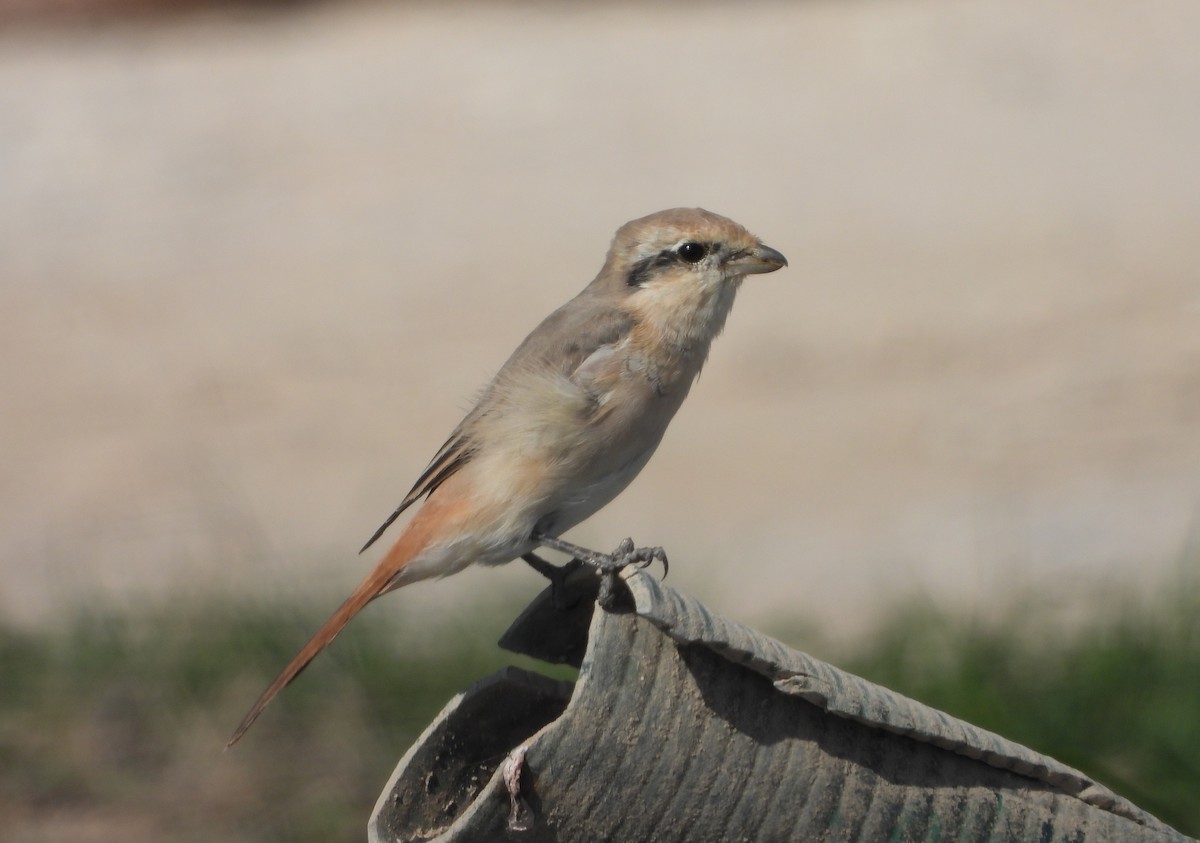 isabellavarsler - ML645279646