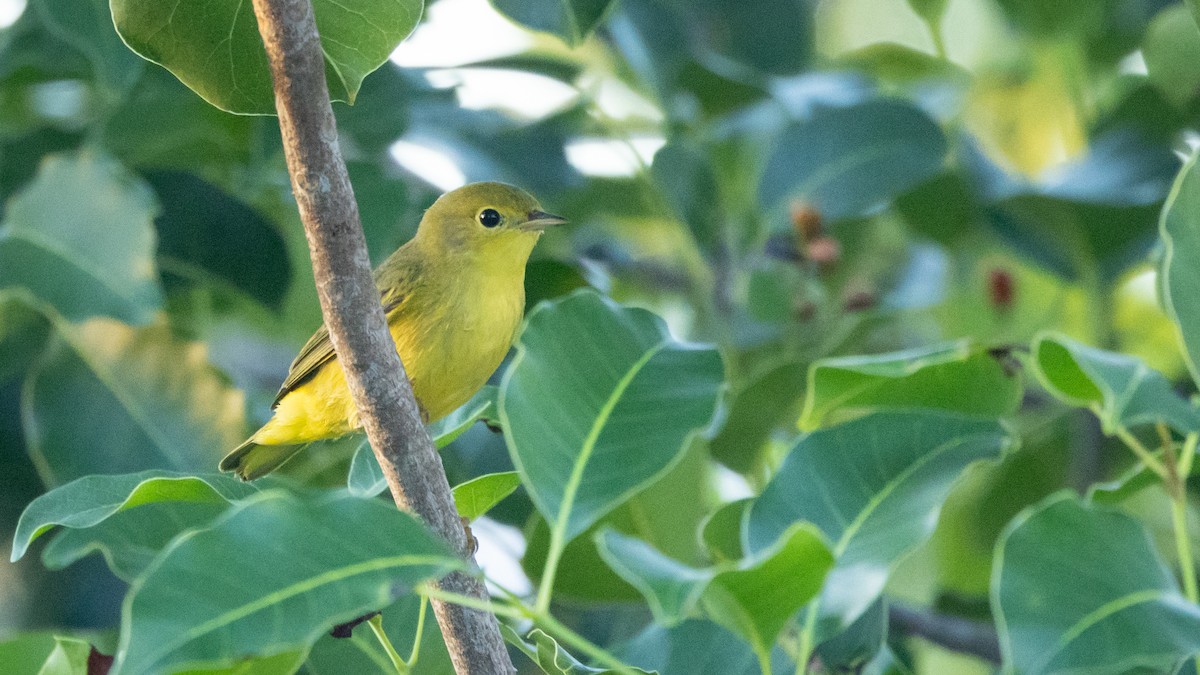 Northern Yellow Warbler - ML645279652