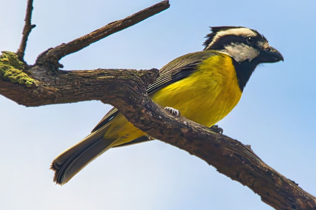 Eastern Shrike-tit - ML645279654