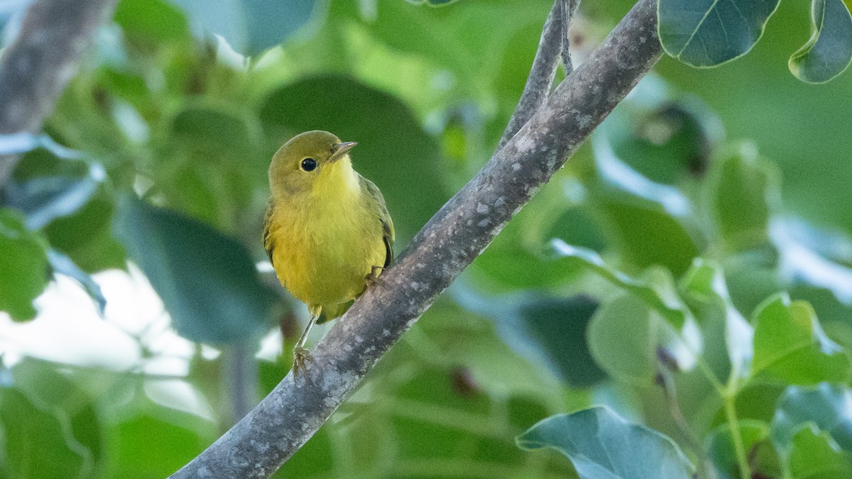 Northern Yellow Warbler - ML645279658