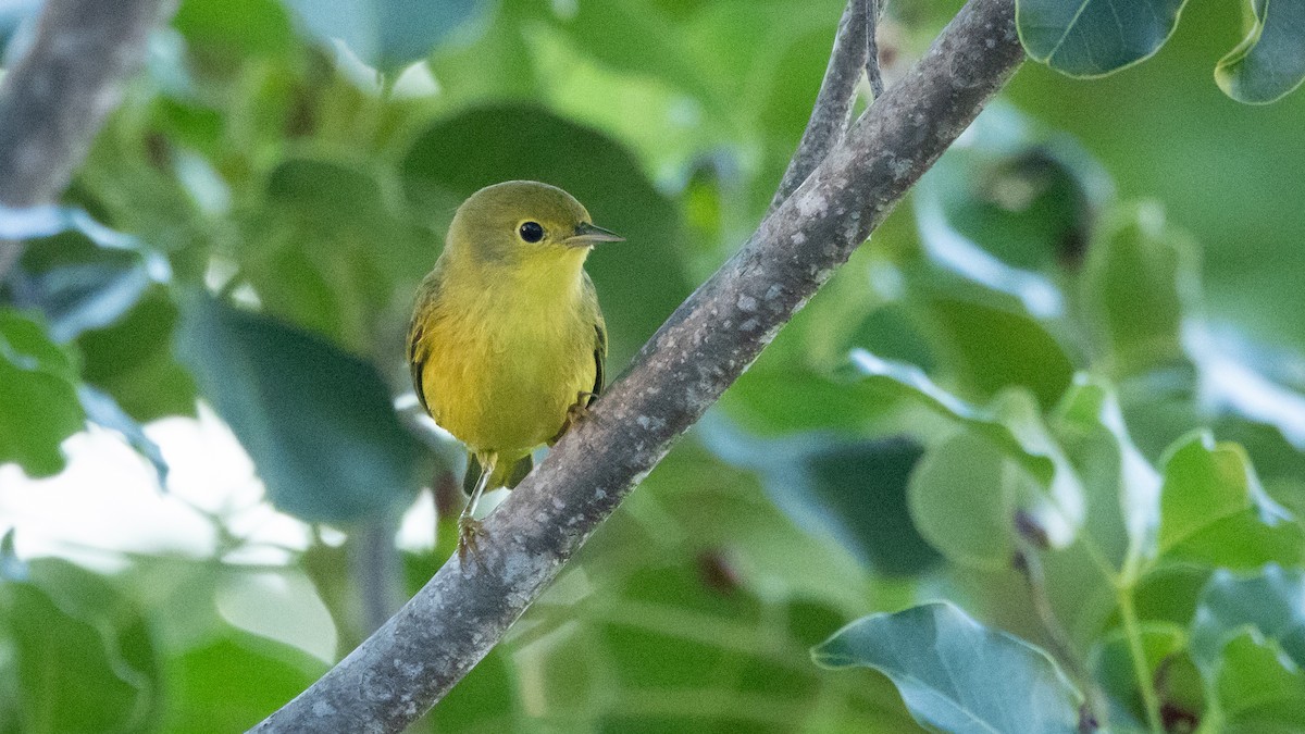 Northern Yellow Warbler - ML645279661