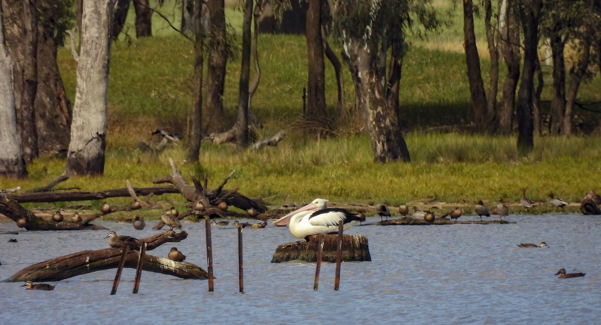 Australasian Shoveler - ML645279671