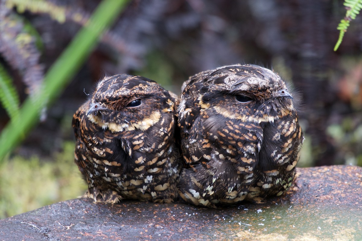 Diabolical Nightjar - ML645279682