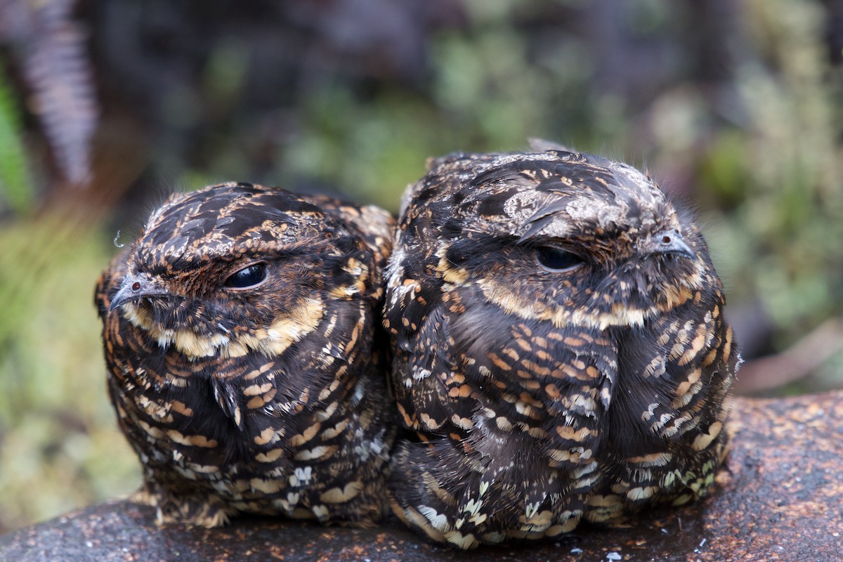 Diabolical Nightjar - ML645279683