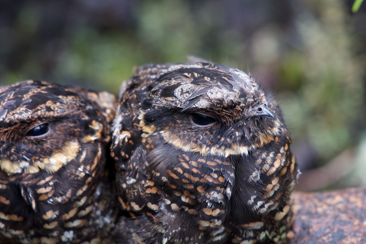 Diabolical Nightjar - ML645279685