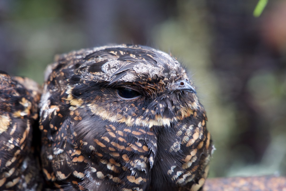 Diabolical Nightjar - ML645279687