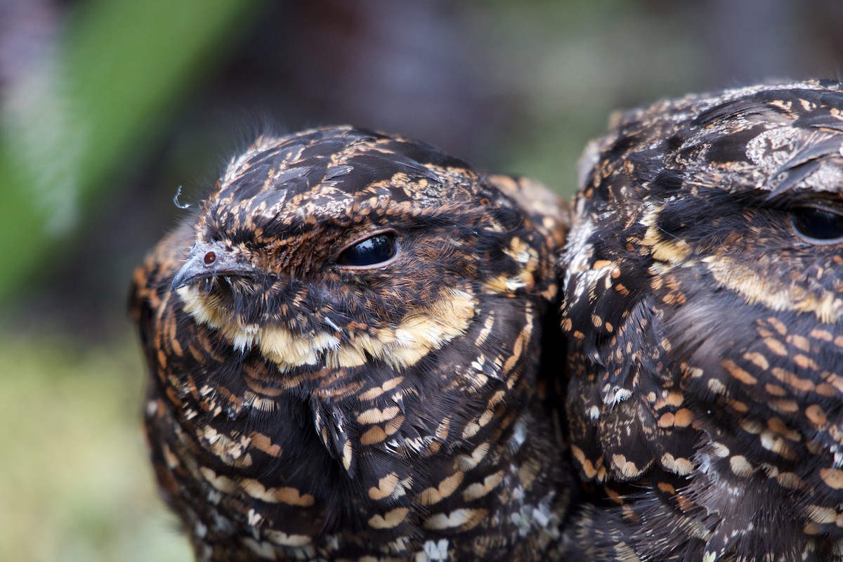 Diabolical Nightjar - ML645279688