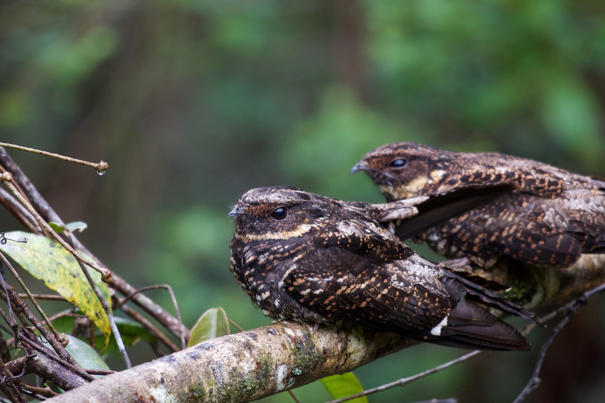 Diabolical Nightjar - ML645279689